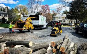  South Gate Ridge, FL Tree Removal Pros