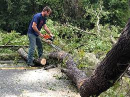 Best Hedge Trimming  in South Gate Ridge, FL