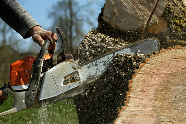 Best Tree Health Inspection  in South Gate Ridge, FL